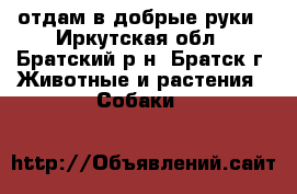 отдам в добрые руки - Иркутская обл., Братский р-н, Братск г. Животные и растения » Собаки   